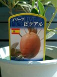 画像6: オリーブ
