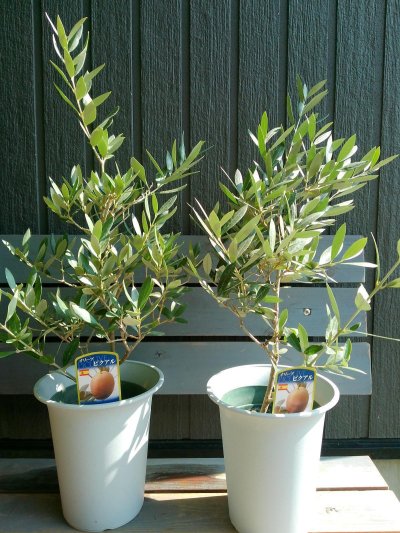 画像5: オリーブ