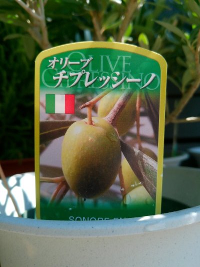 画像9: オリーブ