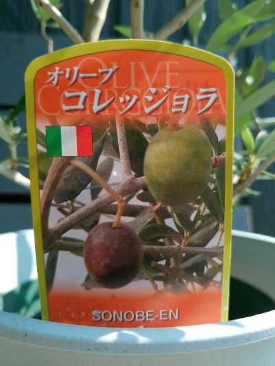 画像3: オリーブ