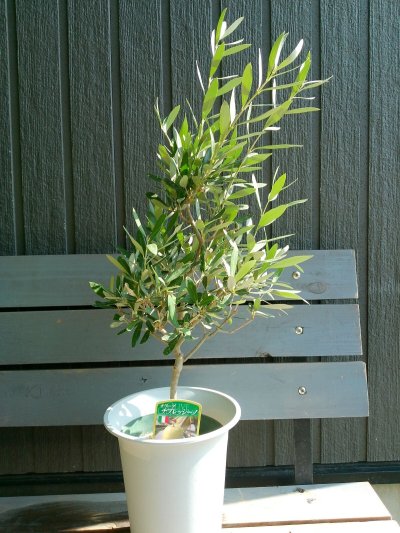 画像7: オリーブ