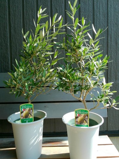 画像8: オリーブ