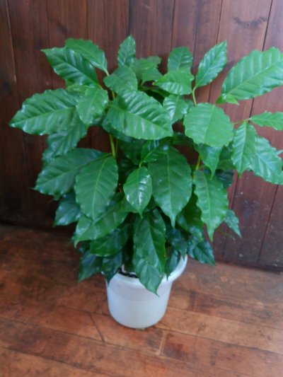 画像2: コーヒーの木