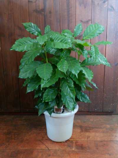 画像1: コーヒーの木