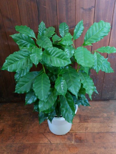 画像3: コーヒーの木