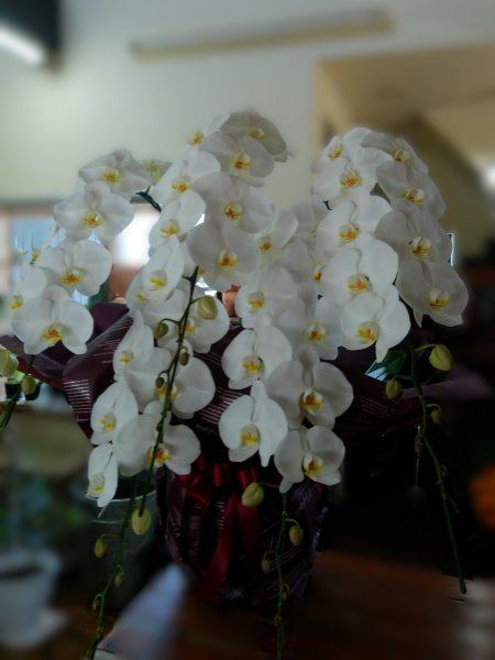 画像2: 大輪胡蝶蘭５本立ち＜白＞ (2)