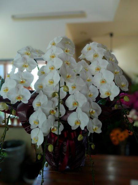 画像1: 大輪胡蝶蘭５本立ち＜白＞ (1)